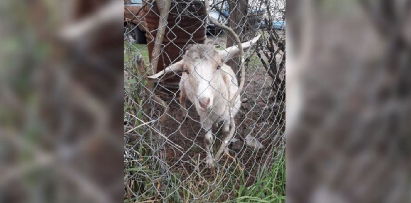 1575985343434.jpg?width=1283&height=641&scaleY=1&ow=1350&y=4&rotate=0&scaleX=1&oh=650&x=36&&cw=1920&ch=950