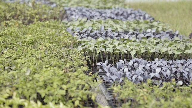 abrio la inscripcion para el programa que ensena a desarrollar huertas hogarenas