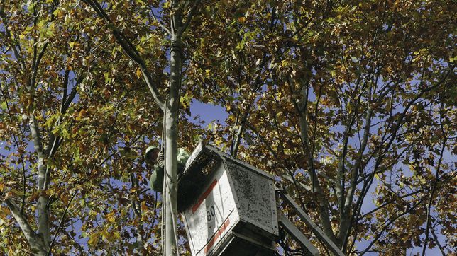 anuncian cortes en una transitada zona de la plata por trabajos de poda