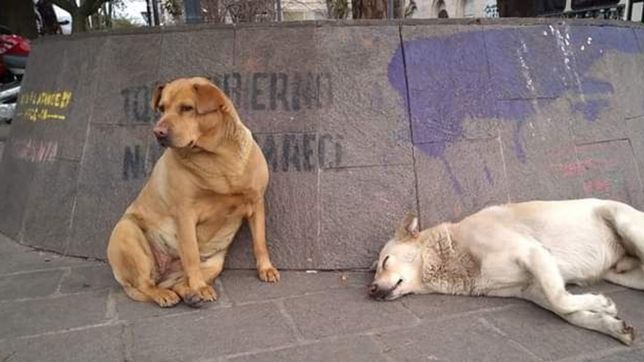 gorda y guardaespaldas, la famosa pareja de perros virales que buscan quien los adopte