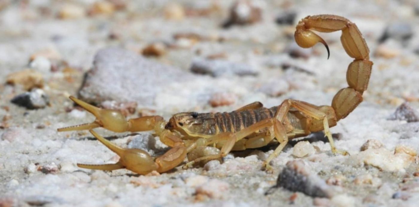 1550143072380.jpg?x=3&width=1073&scaleY=1&ow=1085&oh=610&y=73&height=537&rotate=0&scaleX=1&&cw=1920&ch=950