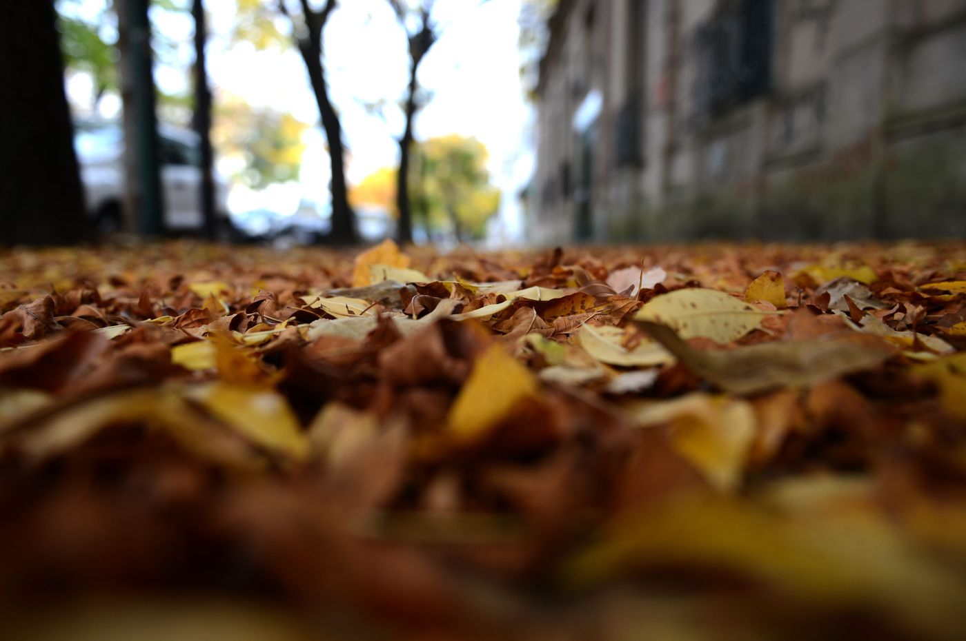 Otoño (12)