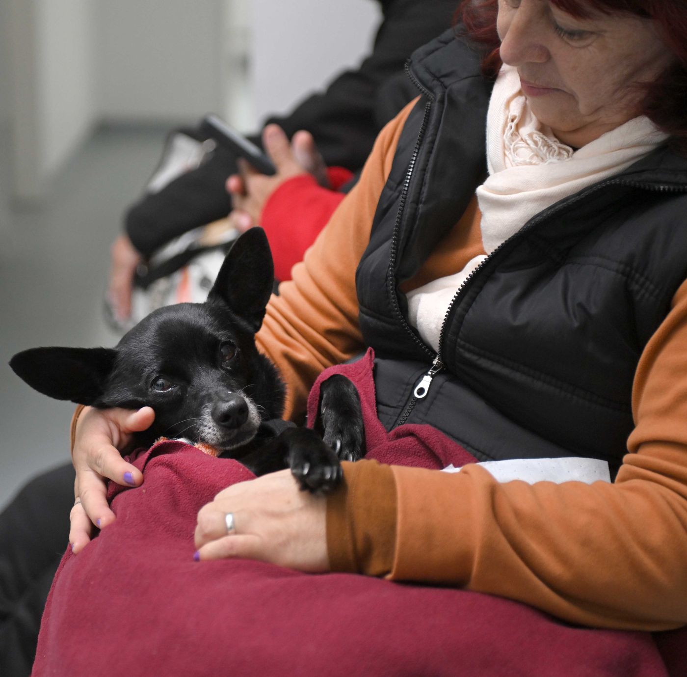 El Servicio para Pequeños Animales del Hospital Escuela de la UNLP atiende perros y gatos
