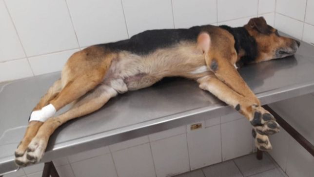 ¿como esta el perro que fue herido con una flecha de ballesta en la plata?