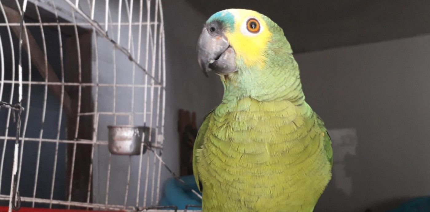 1557275075894.jpg?width=1485&height=743&scaleX=1&ow=1500&oh=1125&x=8&y=169&rotate=0&scaleY=1&&cw=1920&ch=950