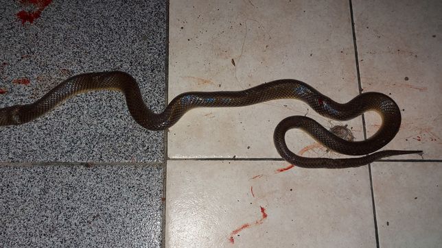 una vibora de un metro de largo aparecio en la cocina de una casa en la plata