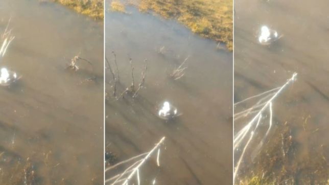 video: el invierno no da tregua y un vecino filmo un charco congelado en la plata