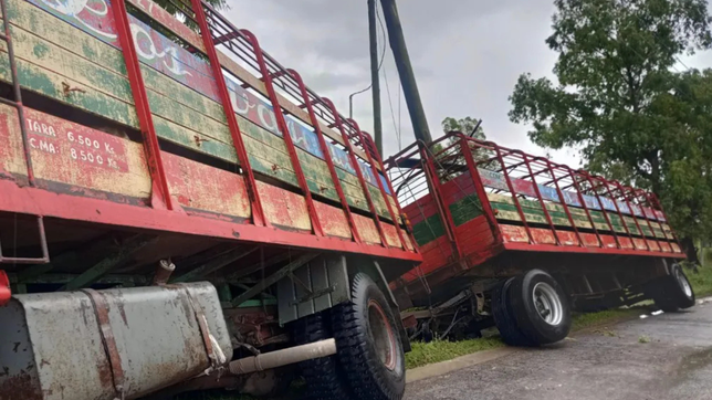 un camion repleto de vacas volco en una calle de parque sicardi
