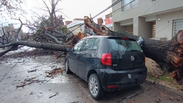 secuela del temporal: dos arboles cayeron sobre un auto en un barrio de la plata