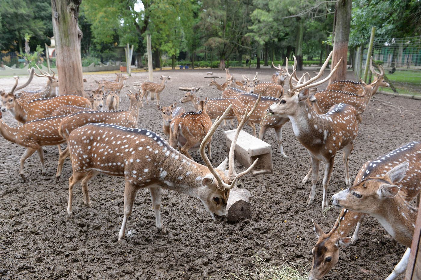 Ciervos del Bioparque. La ONG Nuevo Ambiente cuestion&oacute; su traslado al ECAS