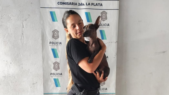 rescataron a una perrita robada en la plata y detuvieron al ladron por maltrato animal