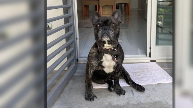 desaparecio un bulldog frances en la plata y ofrecen $500.000 para recuperarlo