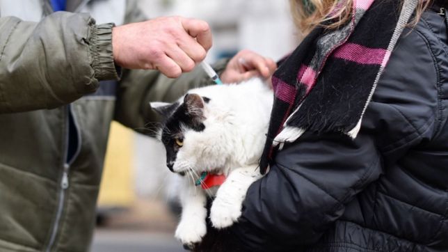 suman nuevas jornadas para castrar y vacunar mascotas en la plata