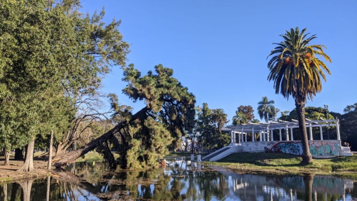 Pino del Parque Saavedra