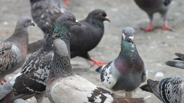 ¿que hacer ante una invasion de palomas en la plata segun los expertos?