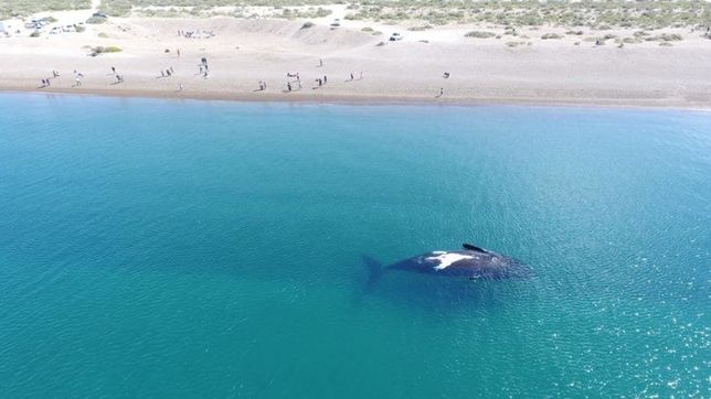 las sorprendentes cinco playas patagonicas y solitarias e ideales para vacacionar