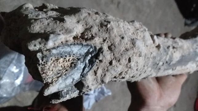 como el mastodonte de berisso, ahora encontraron un oso milenario en la plata