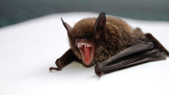 ¿que se sabe del neocov, el coronavirus detectado en los murcielagos?