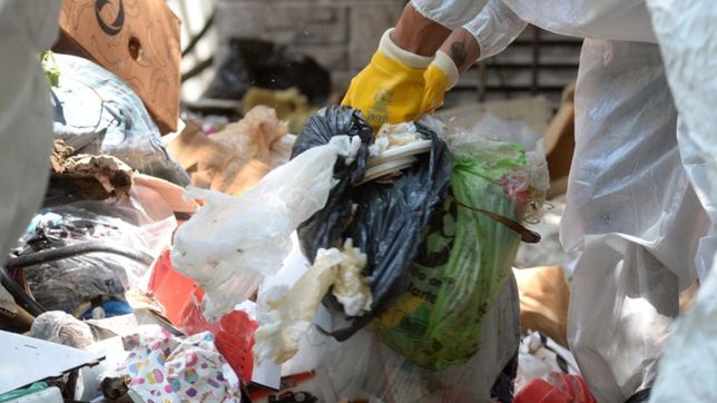 en la plata ya hay un caso de hantavirus: que hacer para prevenir un contagio