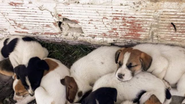 para salvar a los perros de titucha lanzan un festival de danza solidario online