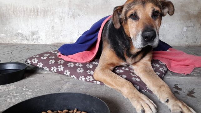 buscan un hogar para coco, el perro que recibio un flechazo en la plata y sobrevivio