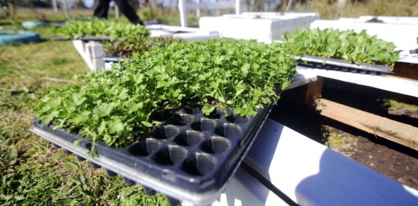 WhatsApp Image 2023-07-18 at 19.45.41 - Programa Huerta de Casa, Huerta de Casa,