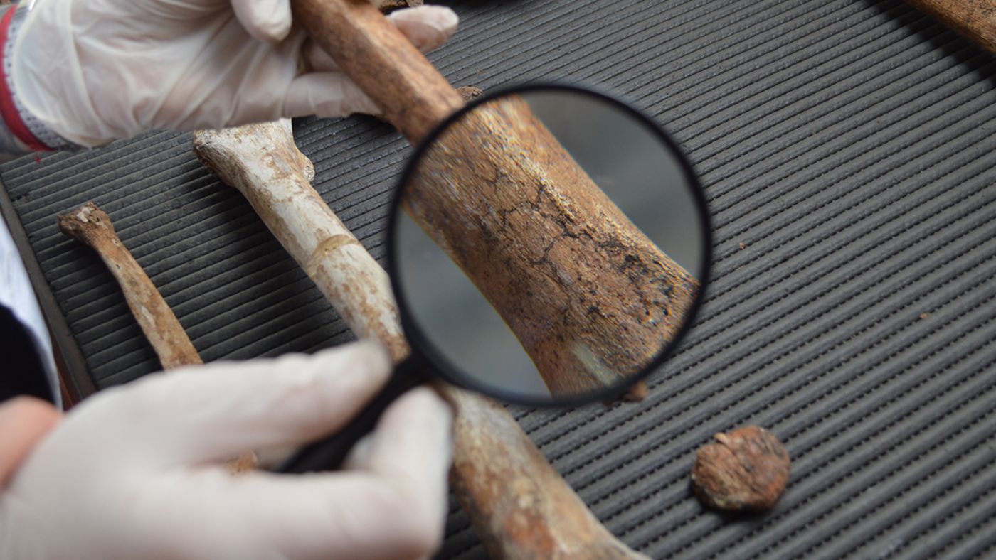 Colección osteológica Prof. Dr. Rómulo Lambre  (3).jpg