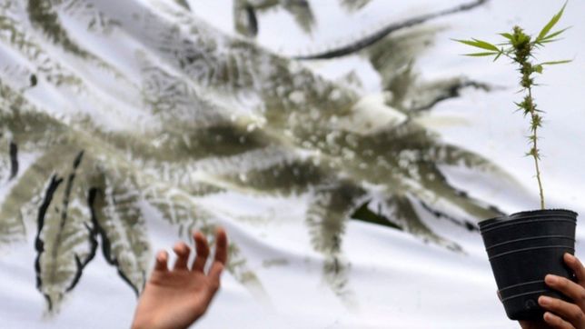 ¿cuales seran los puntos del proyecto para despenalizar la tenencia y consumo de marihuana?