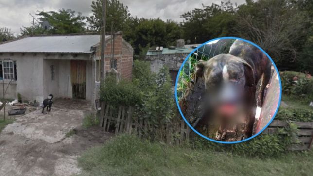 una bestia: le molestaban los ladridos del perro de su vecino y lo ataco a machetazos