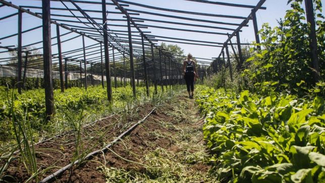 el drama de los productores platenses afectados por la sequia: lo que plantamos se quema