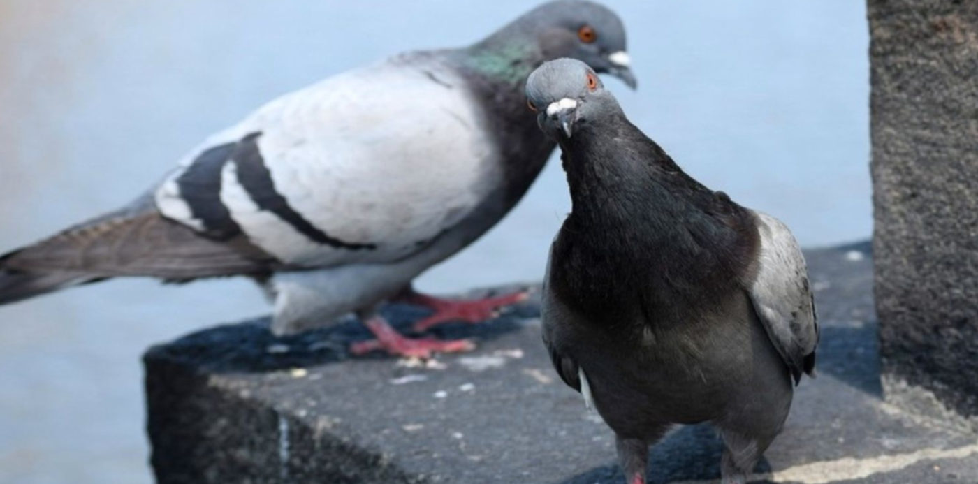 1574771305748.jpg?scaleX=1&scaleY=1&oh=843&y=11&width=1487&rotate=0&ow=1500&x=7&height=743&&cw=1920&ch=950