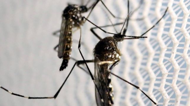 la provincia revelo que investiga un posible brote de fiebre chikungunya