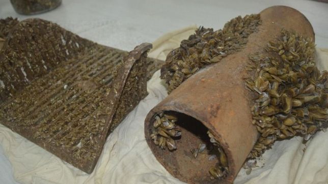 estos son los mejillones dorados invasores que llegan desde china y preocupan en berisso