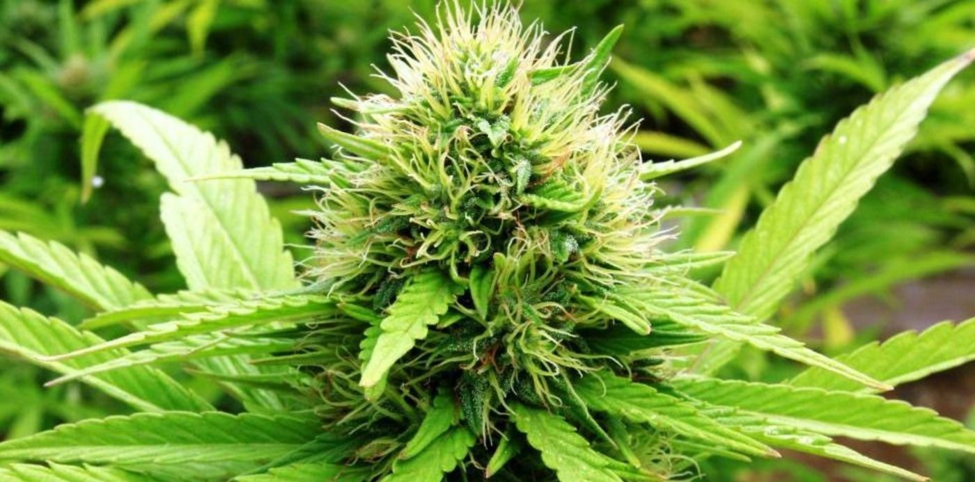 1566400513395.jpg?y=0&height=487&rotate=0&scaleX=1&scaleY=1&ow=980&x=1&width=973&oh=551&&cw=1920&ch=950