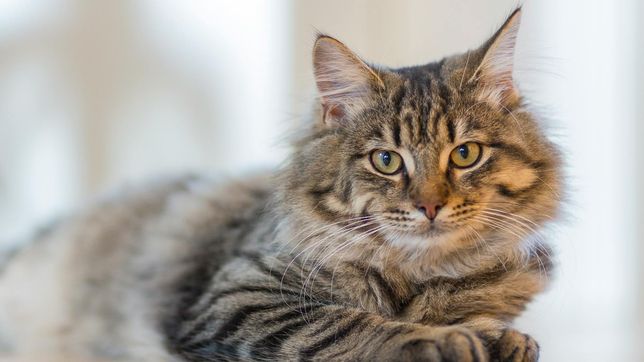 la vacunacion antirrabica gratuita para mascotas se extiende a mas barrios de la plata