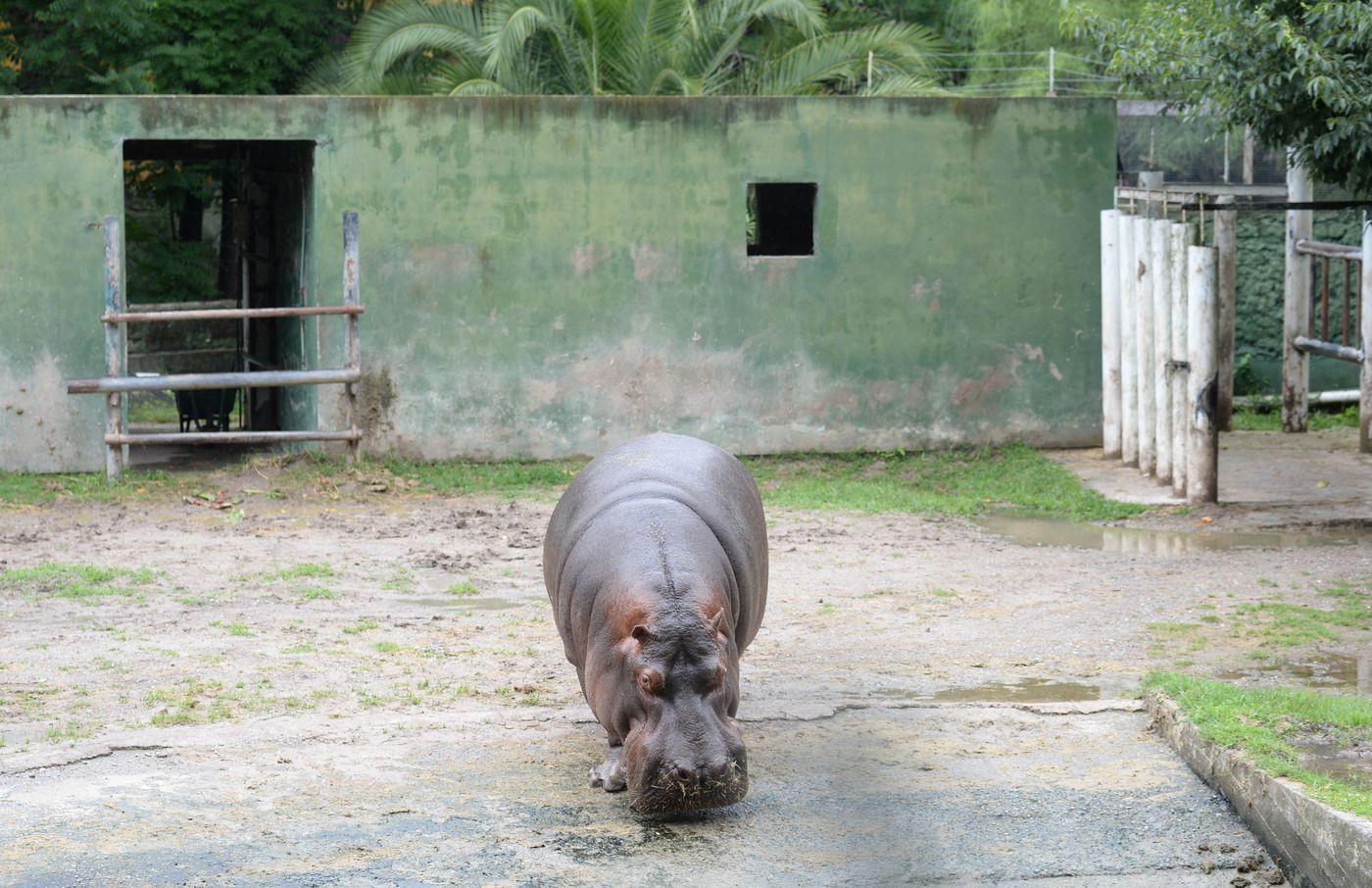 Hipólito el hipoótamo del ex zoo Bioparque (2)
