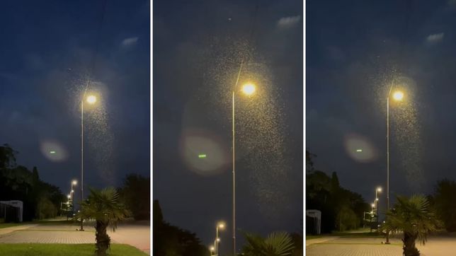 el impactante video de la tercera invasion de mosquitos que llego a la plata