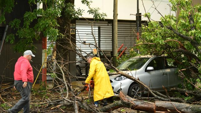 arboles caidos, calles intransitables y preocupacion en la plata por el temporal de lluvia y viento