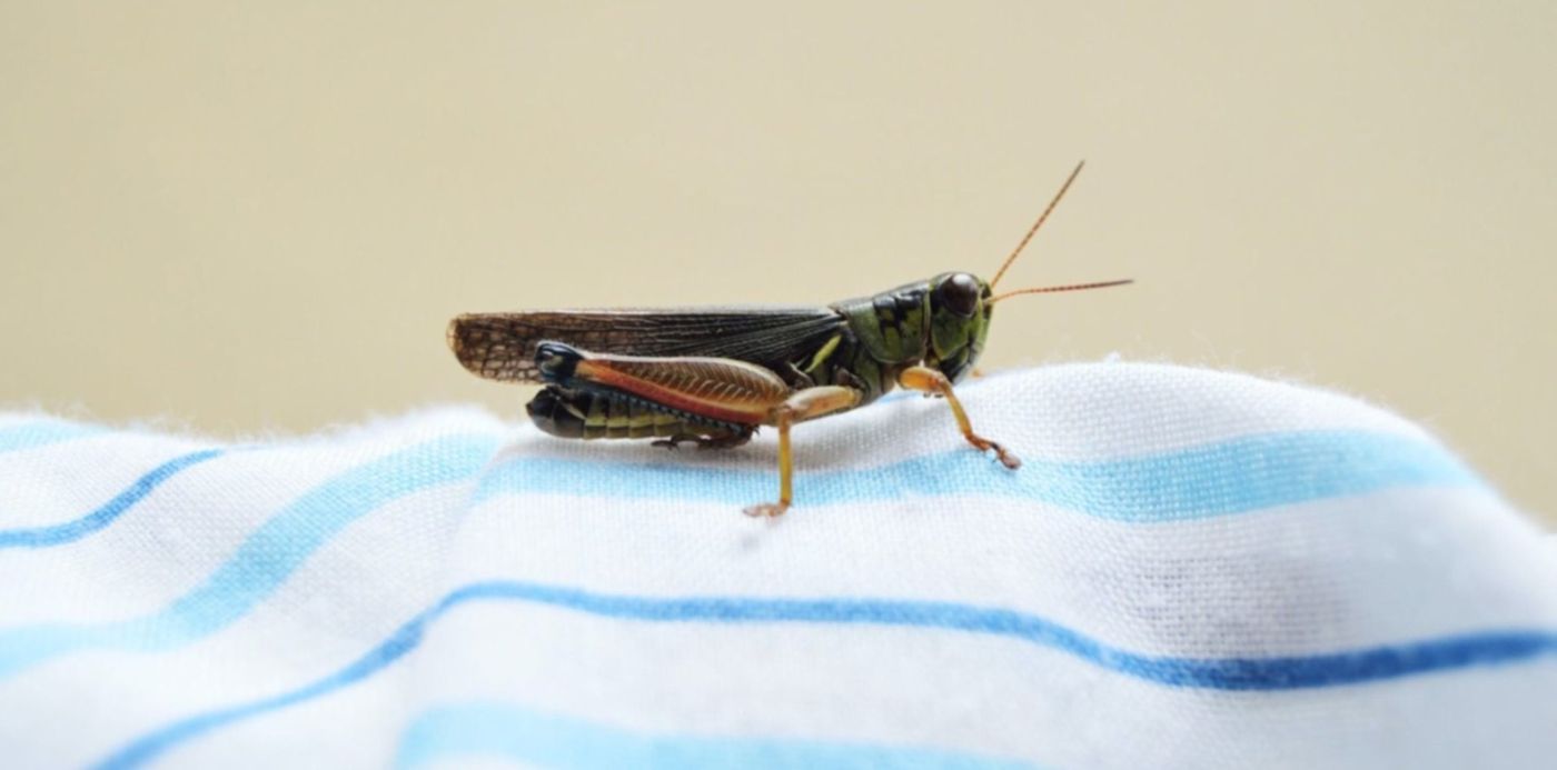 Grillos en la comida