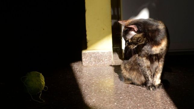 alimento, juegos y piedritas: un grupo pionero de platenses cuida gatitos a domicilio