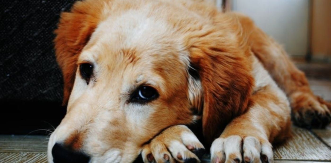 1560866588481.jpeg?x=6&y=57&width=928&height=464&rotate=0&scaleX=1&scaleY=1&ow=940&oh=629&&cw=1920&ch=950