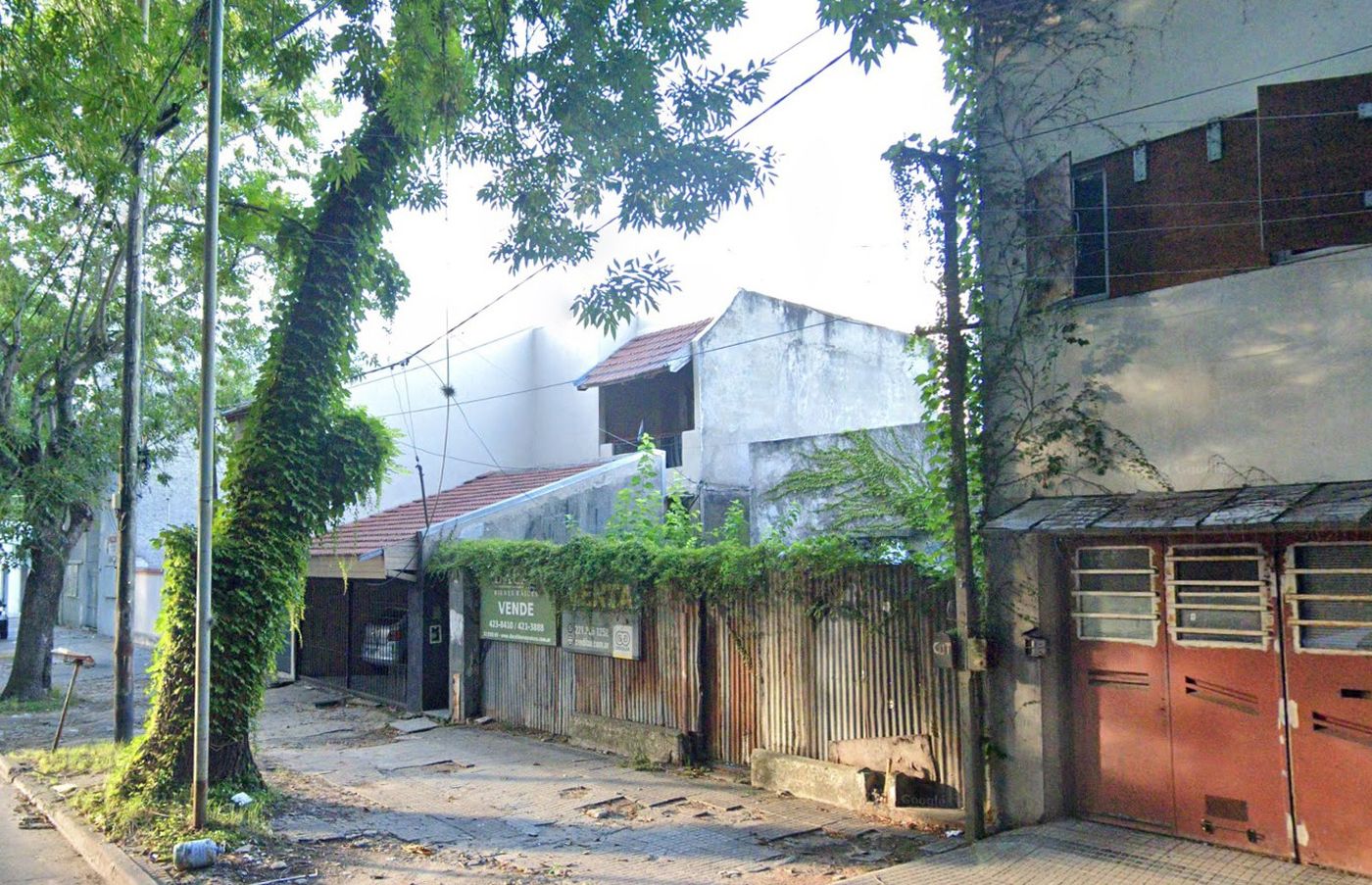 Una imagen previa del &aacute;rbol que se desplom&oacute; en 15 entre 65 y 66 de La Plata