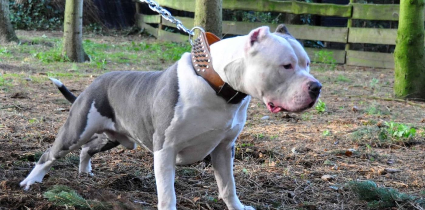 1606848023386.jpg?x=4&y=115&width=1489&height=745&rotate=0&scaleX=1&scaleY=1&ow=1500&oh=996&&cw=1920&ch=950