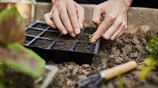 lanzan un taller gratuito para aprender que y como cultivar alimentos sostenibles en casa