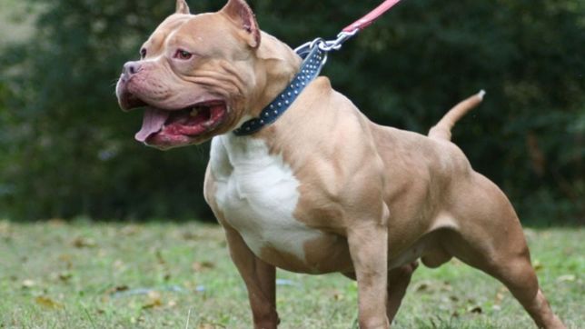 un perro pitbull ataco a un nene de 8 anos en un barrio de la plata