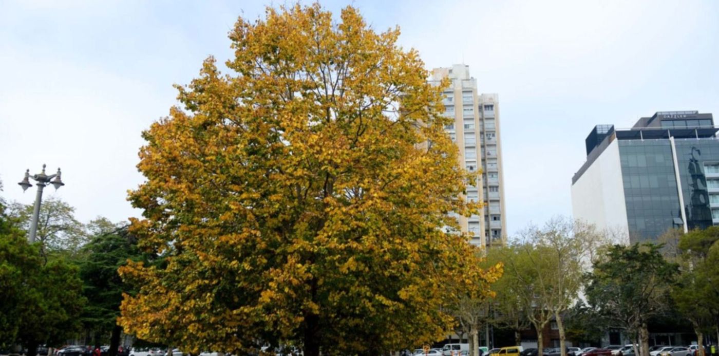 Clima Otoño Nublado Hojas