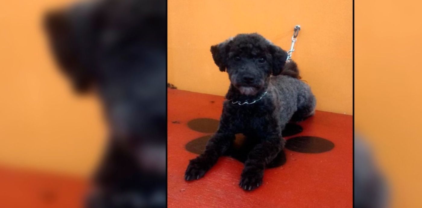 1611178925283.jpg?x=15&y=3&width=1471&height=735&rotate=0&scaleX=1&scaleY=1&ow=1500&oh=742&&cw=1920&ch=950