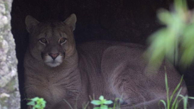 asi fue la emocionante liberacion de un puma del bioparque de la plata