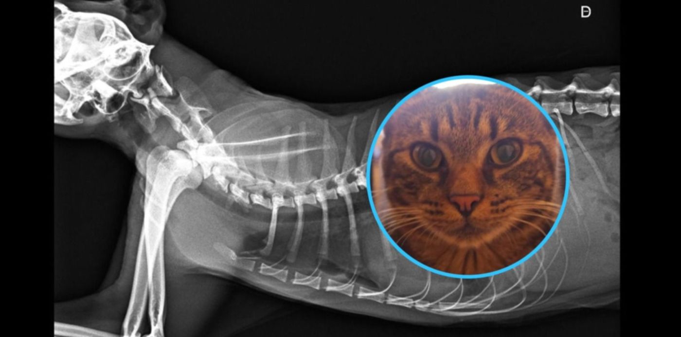 1547073733974.jpg?rotate=0&scaleY=1&ow=1500&oh=742&x=13&width=1479&scaleX=1&y=0&height=740&&cw=1920&ch=950