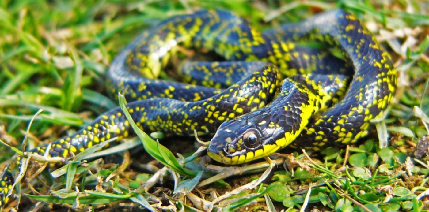 1583363414661.jpg?rotate=0&oh=1125&scaleY=1&ow=1500&x=8&y=296&width=1485&height=743&scaleX=1&&cw=1920&ch=950